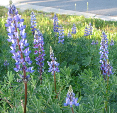 lupine