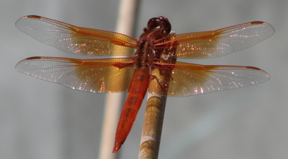 dragonfly