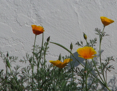 poppies3