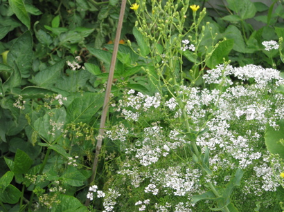 cilantro