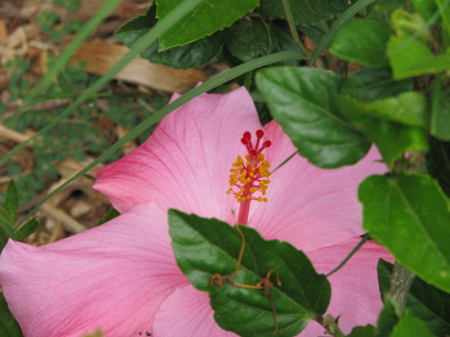 hibiscus