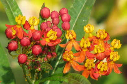 milkweed9