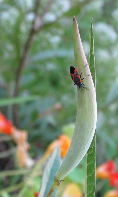 milkweedbug1