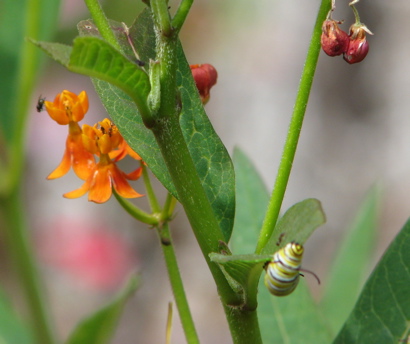 monarchcaterpillar