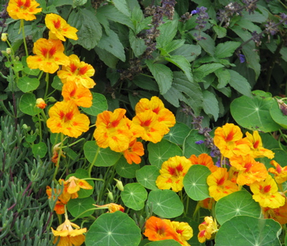 sturtiums