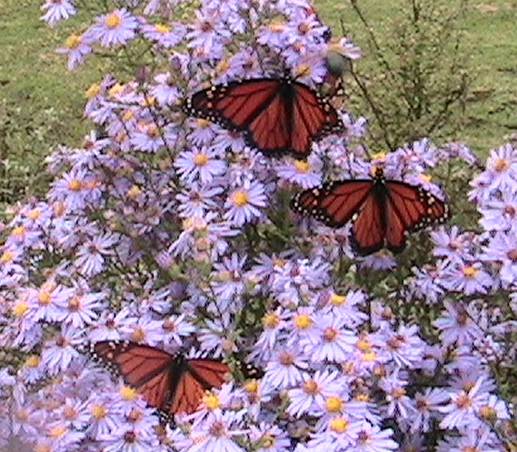 asters