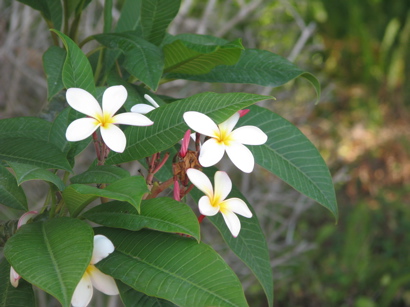 whiteflower