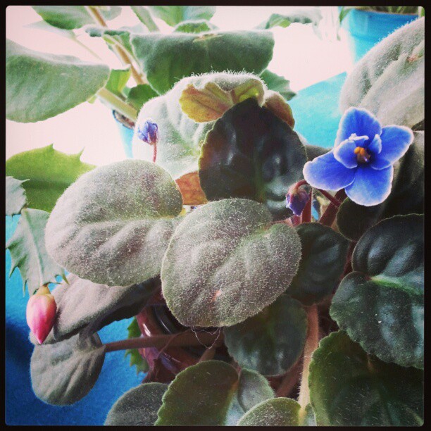 Photo of an African violet in bloom