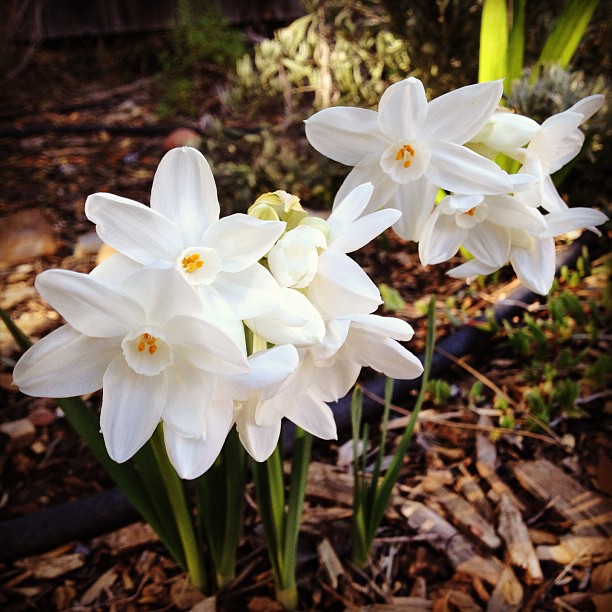 narcissi