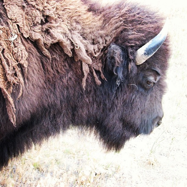 sadbison