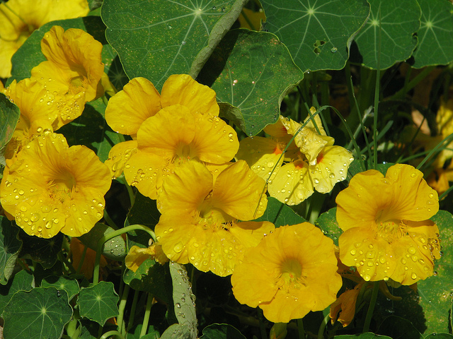 my nasturtiums are just beginning to bloom