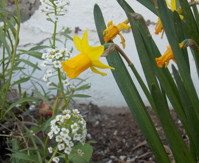 daffiesalyssum