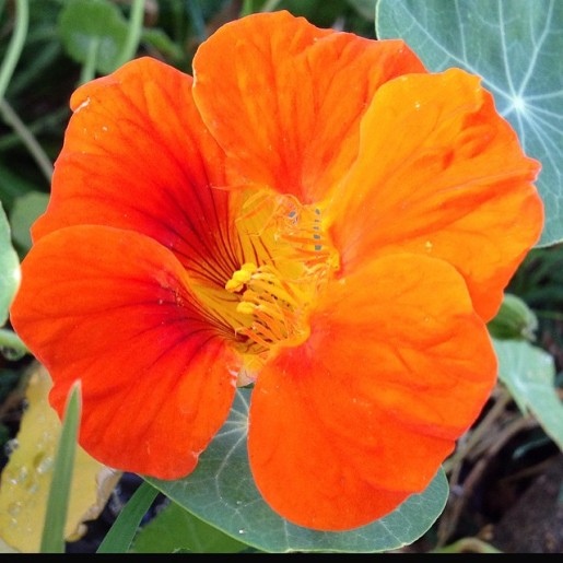 nasturtium