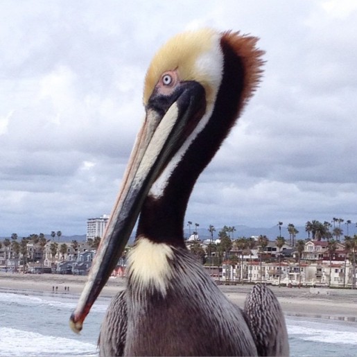 pelican