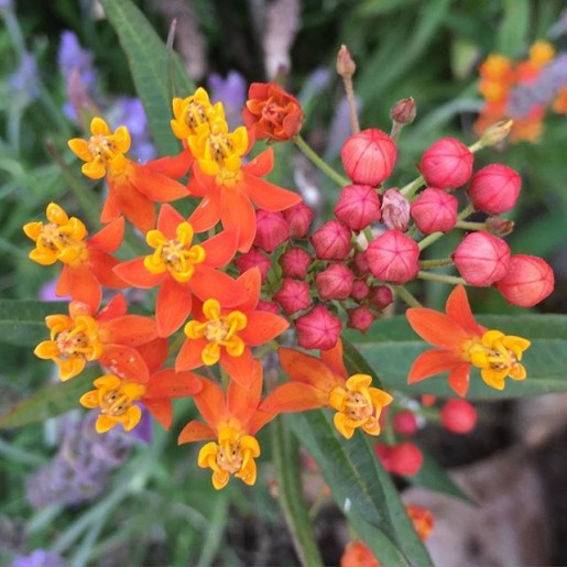 milkweed march 2016