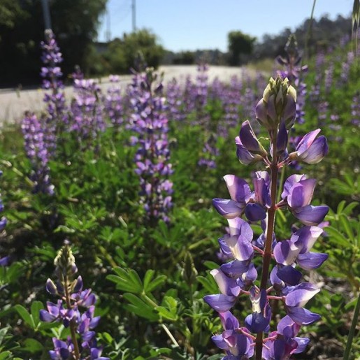 grape soda lupines