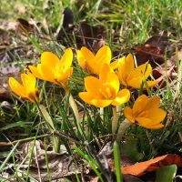 photo of a clump of yellow crocus in bloom