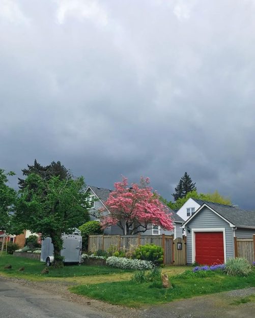 photo of a gray house with a bright red garage door, and blossoming trees under a gray sky
