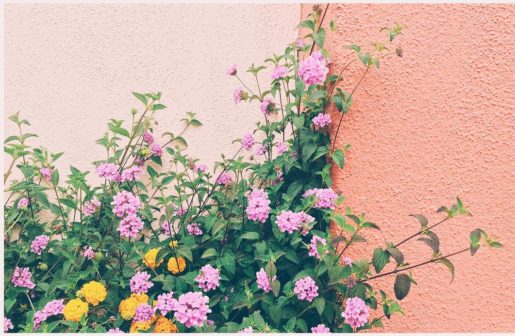 pink and yellow flowers against a peach-colored stucco wall