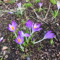 a cluster of purple crocuses rising from winter soil