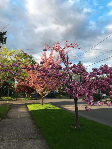 sunlight illuminating a tree in bloom