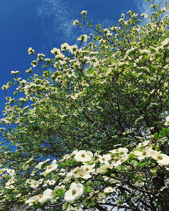 white dogwoods blooming against a blue sky