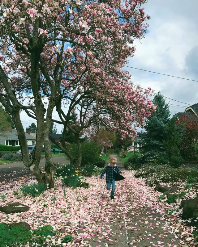 boy running through fallen pick blossoms under a tulip magnolia