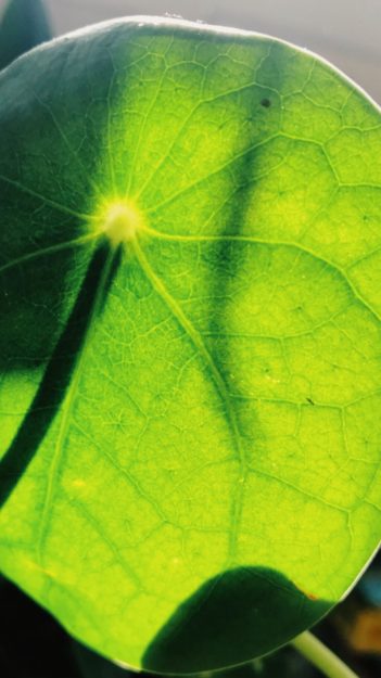 close-up of the underside of a pilea leaf