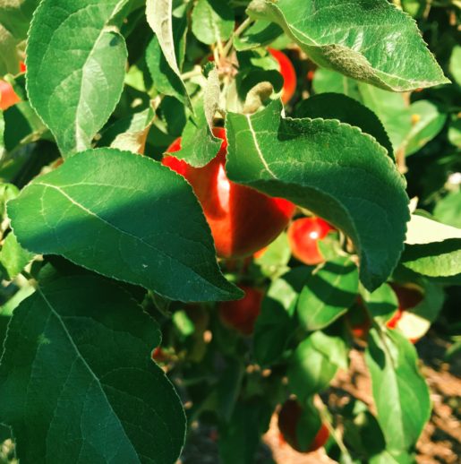 image of red apples behind green leaves