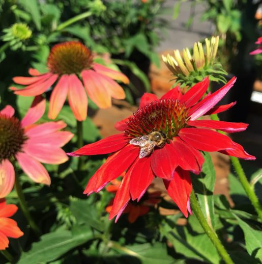 image of a bee on a red coneflower