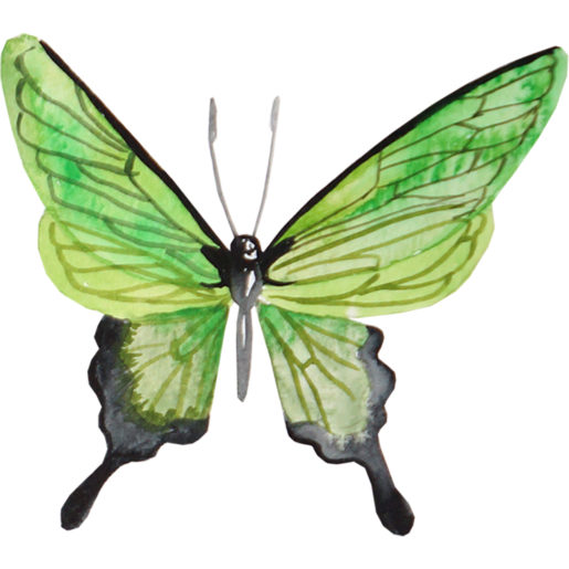 watercolor painting of a green moth