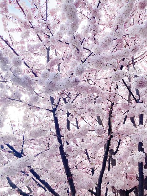 Cherry blossoms, Portland Oregon, April 2023