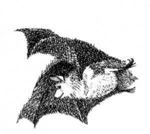 bat-poet by maurice sendak