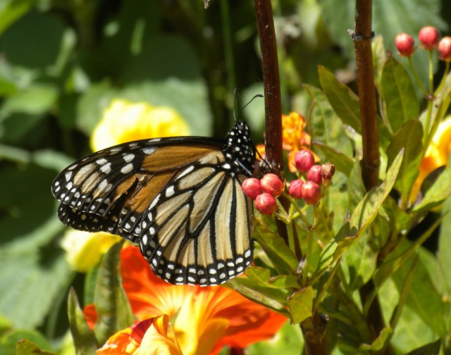First Monarch sighting, 2011