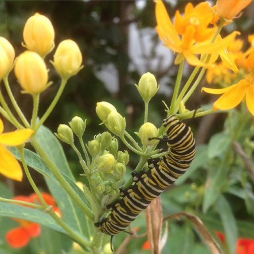 monarch caterpillar 2016