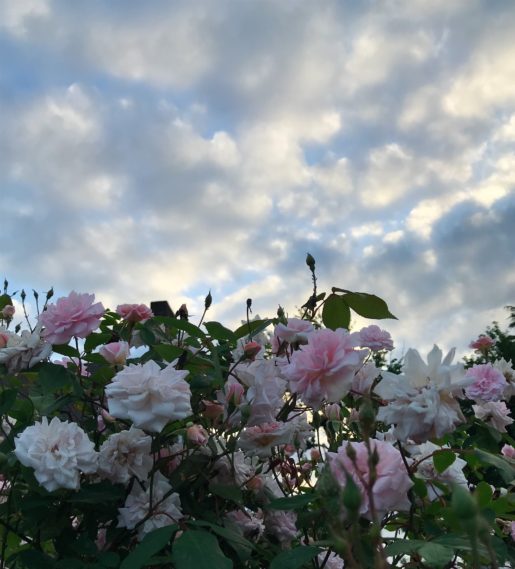pink roses blooming against a cloudy sky