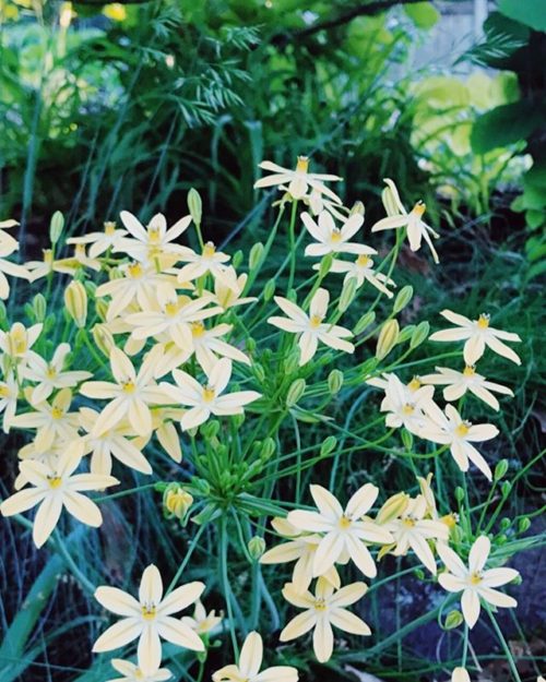 [Image: a mass of starry flowers, creamy pale yellow, against green leaves]