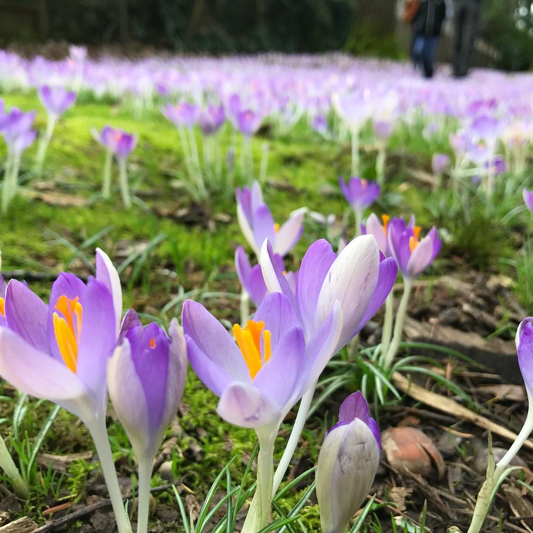 field of crocuses blooming in Wilshire Park, Portland, OR