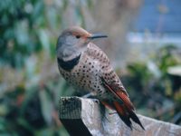 Photo of a female northern flicker. Every time she visits, she's one of my three (or seven or ten) things!