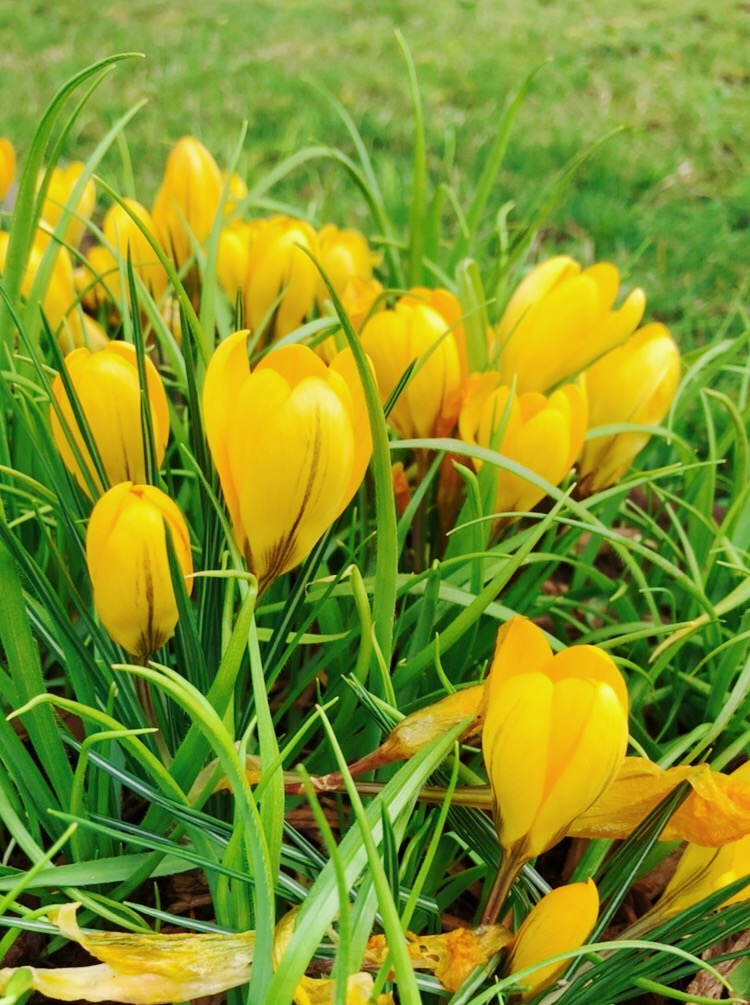 yellow crocuses in green grass