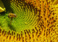close view of a sunflower head and a bee coated in pollen
