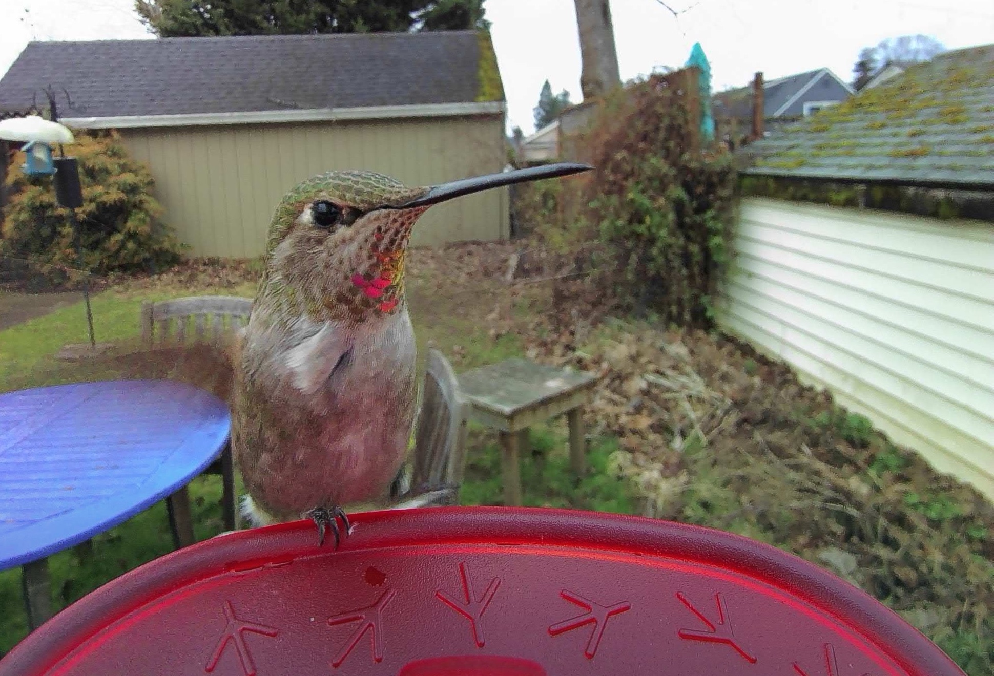 close-up of an Anna's hummingbird perched on a red feeder